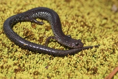 Plethodon hoffmani