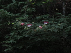 Calliandra foliosa