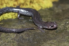 Plethodon hoffmani