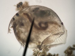 Picripleuroxus denticulatus