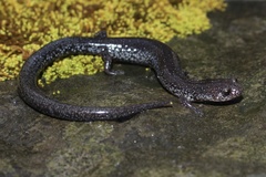 Valley and Ridge Salamander photo 1