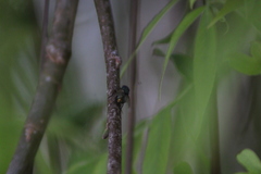 Oestroidea
