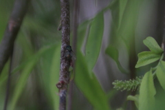 Oestroidea