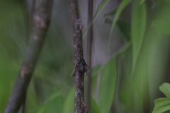Oestroidea