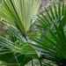 Toquilla Palm - Photo (c) Gustavo Morejon Jaramillo, some rights reserved (CC BY-NC), uploaded by Gustavo Morejon Jaramillo