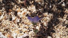 Nemophila menziesii menziesii