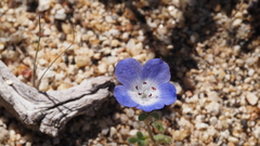 Nemophila menziesii menziesii