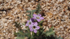 Gilia diegensis