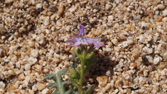 Gilia diegensis