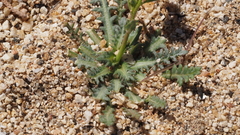 Gilia diegensis