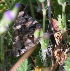 Euclidia ardita