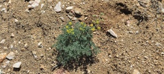Lomatium mohavense