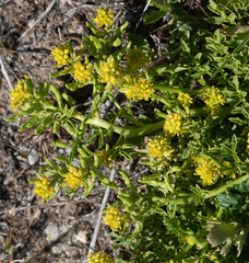 Rorippa curvisiliqua