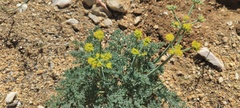 Lomatium mohavense