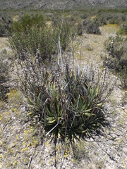 Hechtia texensis