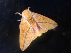 Syssphinx bisecta