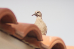 Streptopelia decaocto