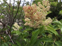 Sambucus racemosa