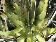Hechtia texensis