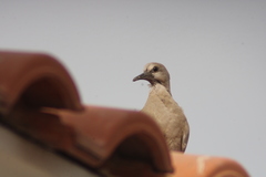 Streptopelia decaocto