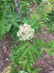 Sambucus racemosa