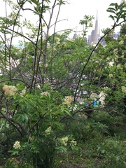 Sambucus racemosa