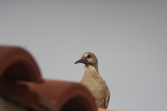 Streptopelia decaocto