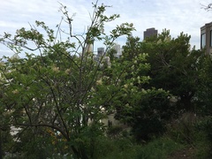 Sambucus racemosa