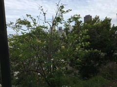 Sambucus racemosa