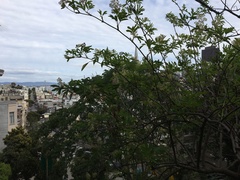 Sambucus racemosa