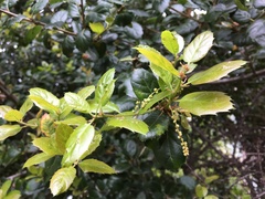 Quercus agrifolia