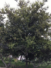 Quercus agrifolia