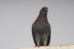 Columba livia domestica