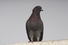 Columba livia domestica
