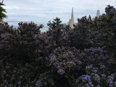 Ceanothus