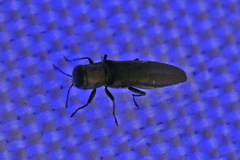 Agrilus ruficollis