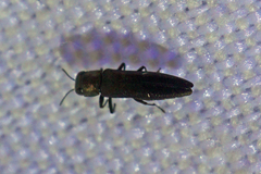 Agrilus ruficollis