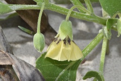 Physalis cinerascens spathulifolia
