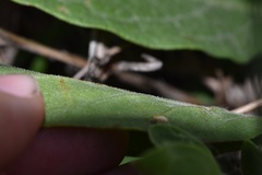 Physalis cinerascens spathulifolia