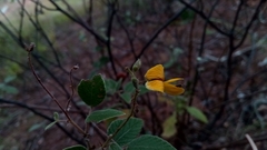 Rhynchosia versicolor