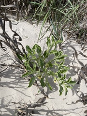 Physalis cinerascens spathulifolia
