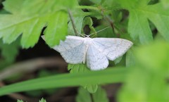 Scopula floslactata