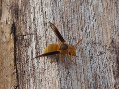 Parachartergus colobopterus