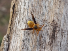 Parachartergus colobopterus