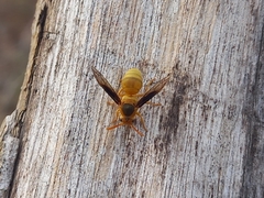 Parachartergus colobopterus