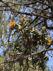 Psittacanthus macrantherus