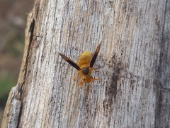 Parachartergus colobopterus