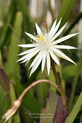 Epiphyllum hookeri