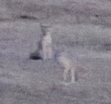 Vulpes macrotis mutica