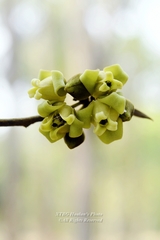 Alphonsea glandulosa